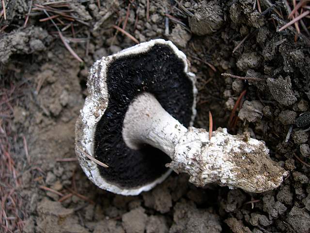 Agaricus pequinii    (Boud.)    Singer